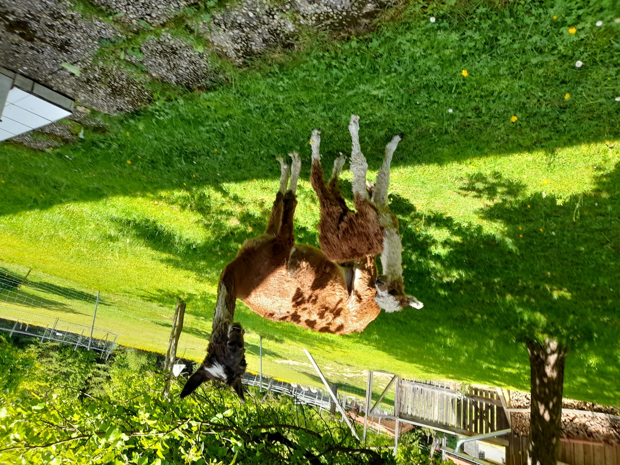 gedeckte Stuten mit Fohlen bei Fuß
